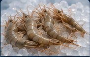 Shrimp & Prawns