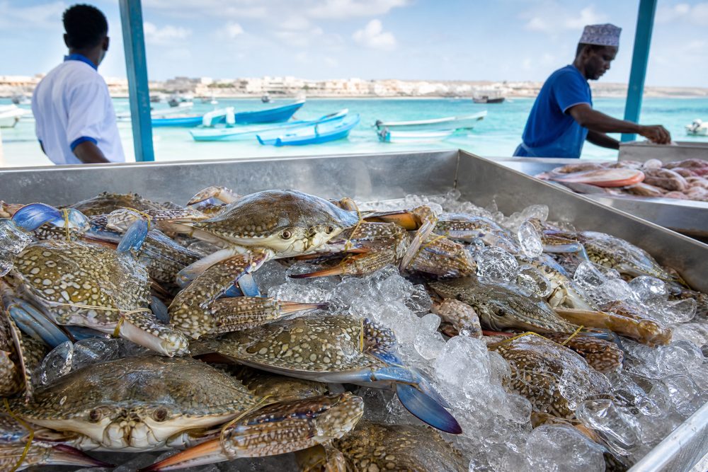 Somali Marine Trade — fresh catch, boats, and the Somali coast