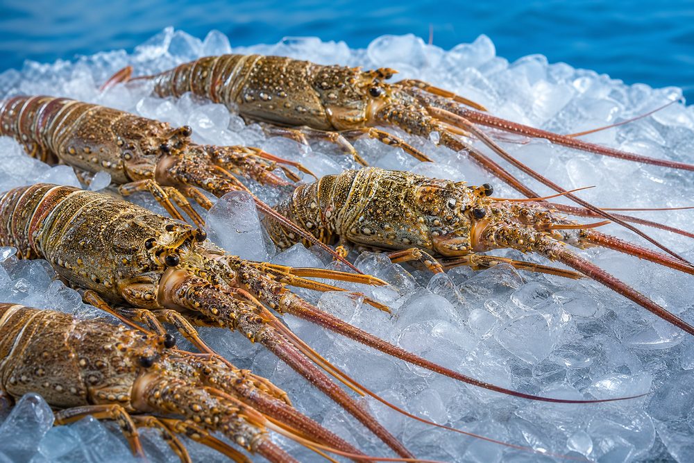 Somali Marine Trade — fresh catch, boats, and the Somali coast