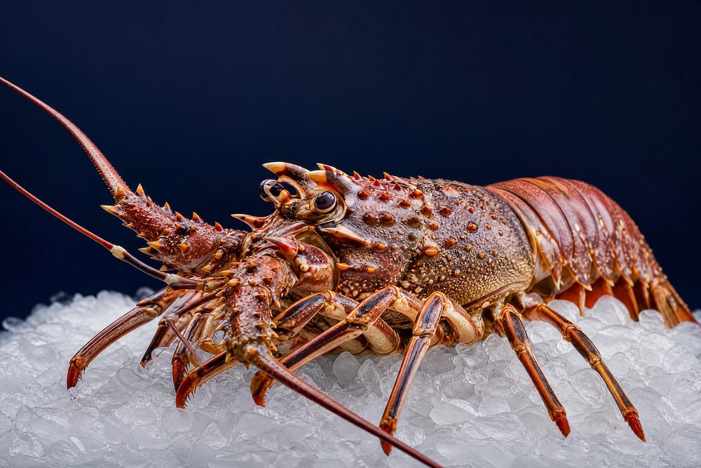 Lobster