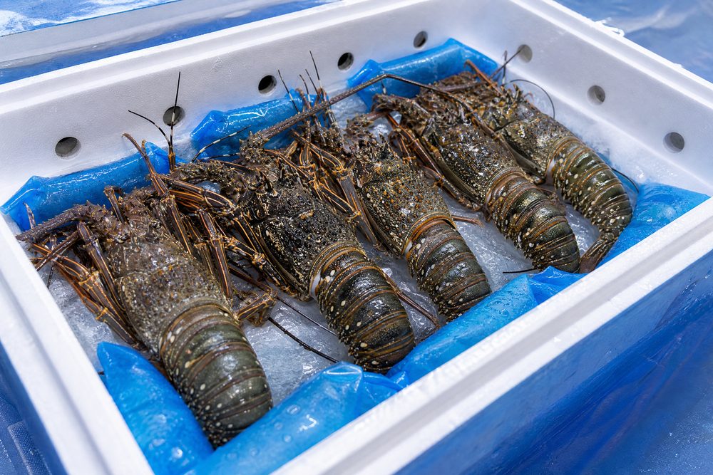 Lobster