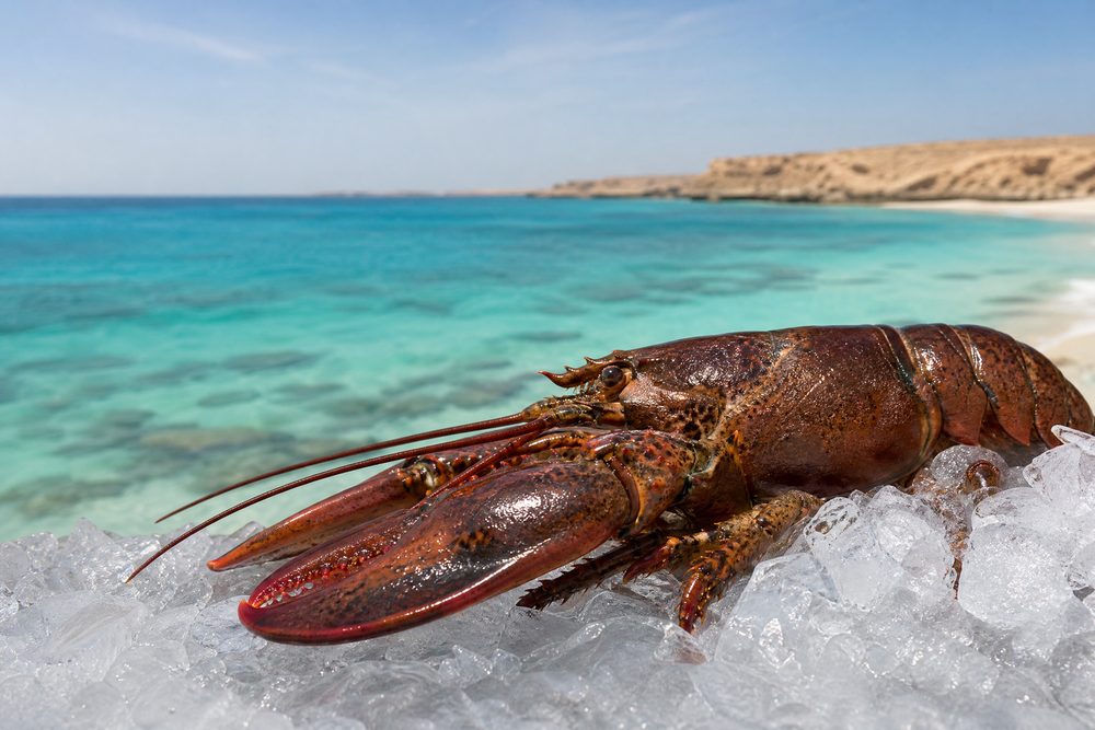 Lobster