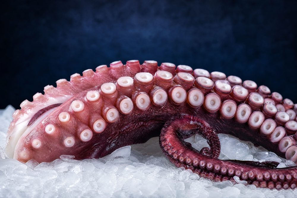Octopus