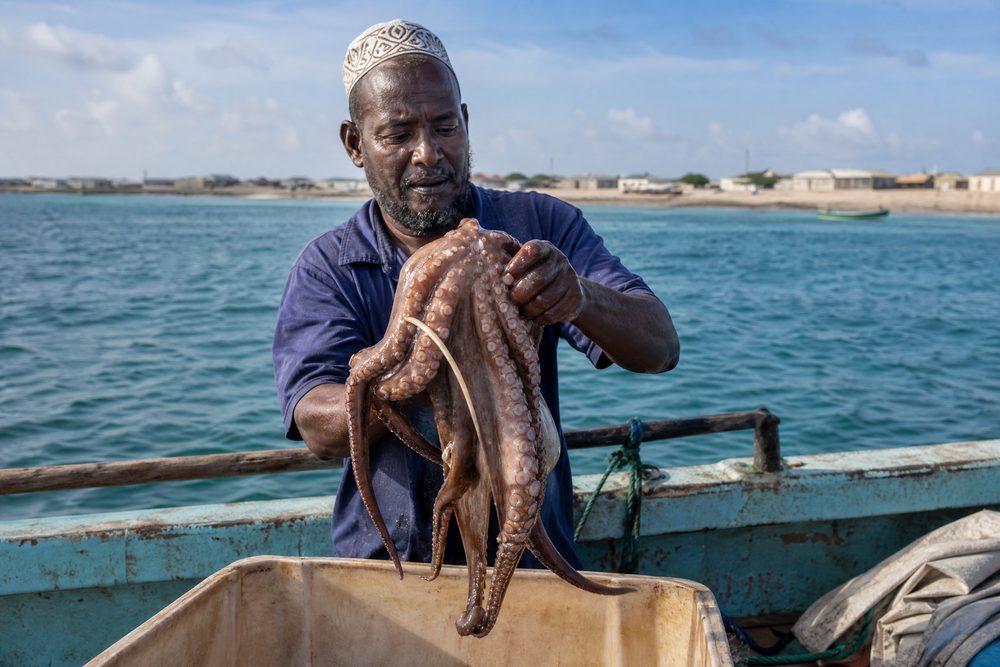 Octopus