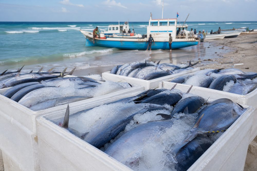 Tuna